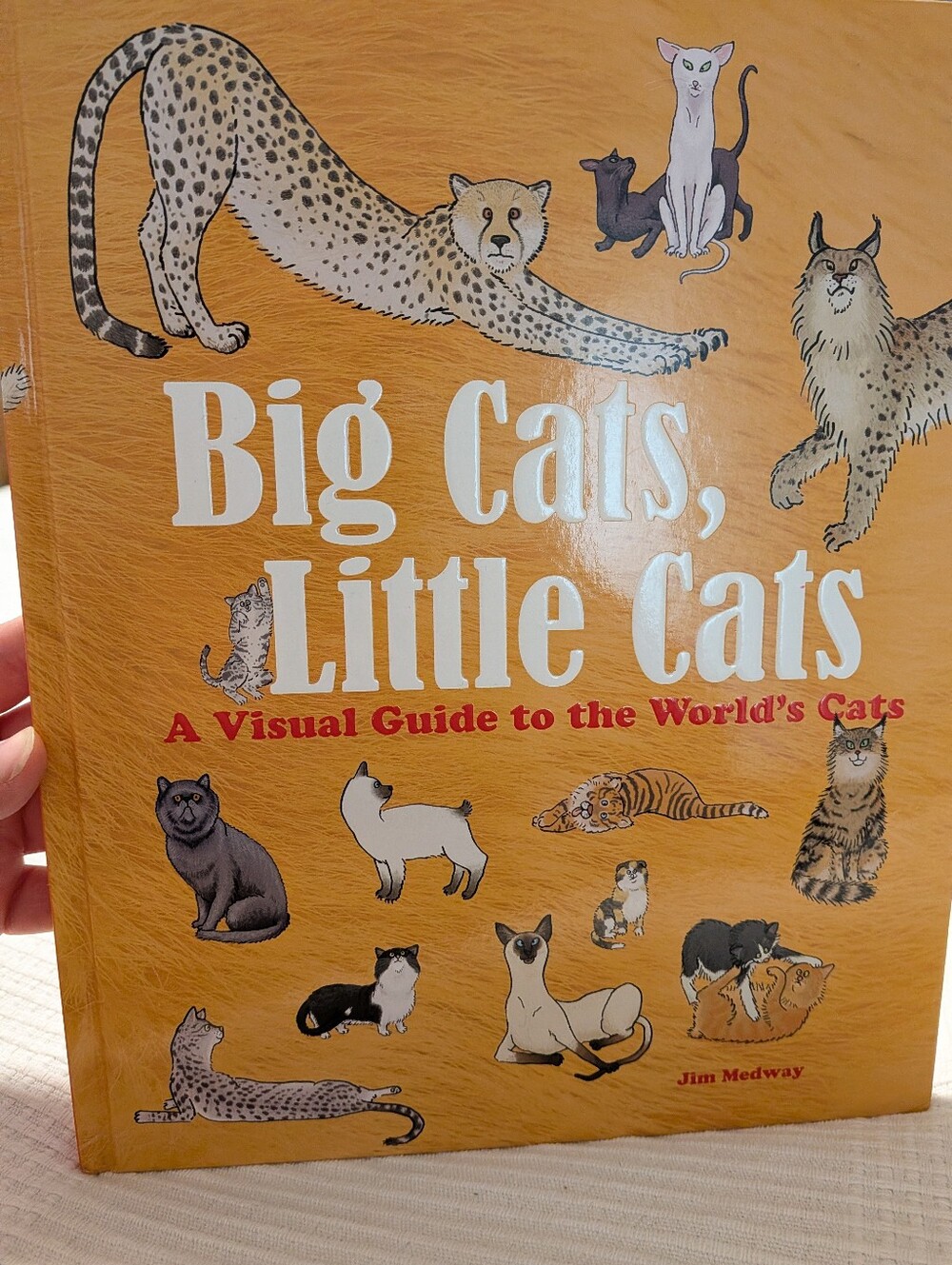 Big Cats, Little Cats Book